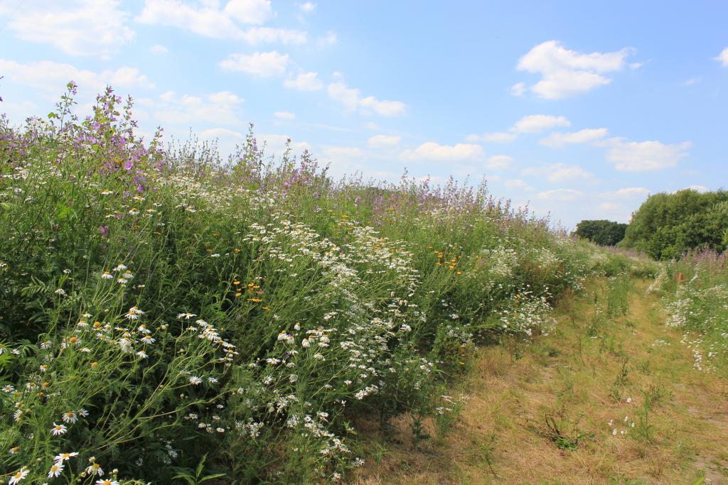 Das Projekt „Bunte Biomasse“ soll einen Beitrag dazu leisten, den Anbau von pflanzlicher Biomasse als Substrat für Biogasanlagen enger an den Natur- und Artenschutz zu koppeln. (Quelle: Kuhn/DJV)